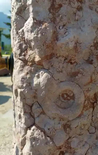 Ammonite visibile sulla colonna della fontanella da giardino